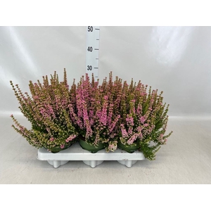 Erica gracilis 'Bea Queen Sofie'