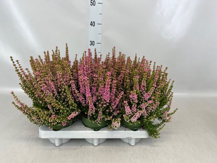 Erica gracilis 'Bea Queen Sofie'