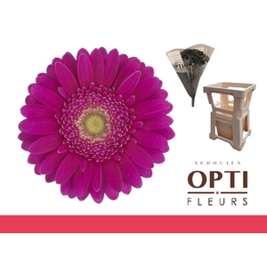 Germini Airplay Water