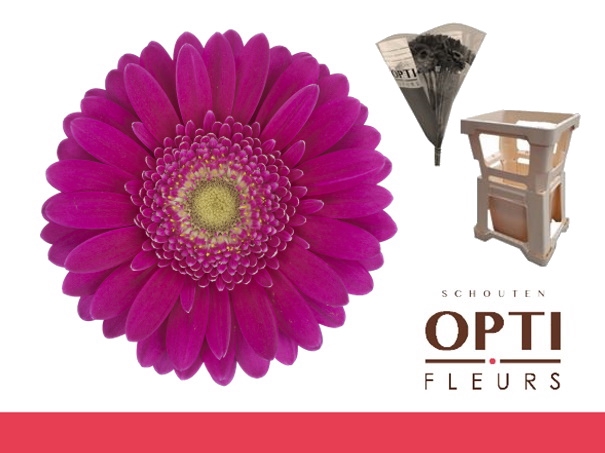 <h4>GE MI AIRPLAY-Water hoes</h4>