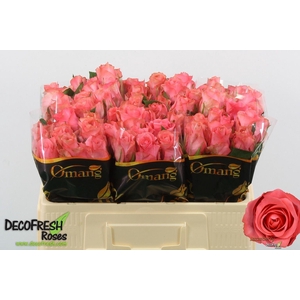 ROSA GR 'JAZZEBERRY'
