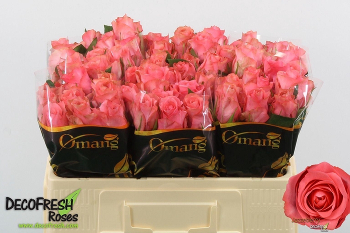 <h4>ROSA GR 'JAZZEBERRY'</h4>