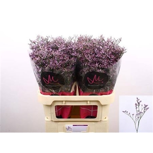 Lim Saf Lilac