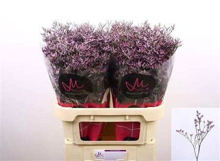 <h4>Lim Saf Lilac</h4>