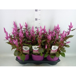 Celosia spic. 'Wild Pink'