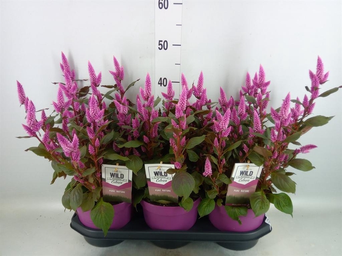 <h4>Celosia spic. 'Wild Pink'</h4>