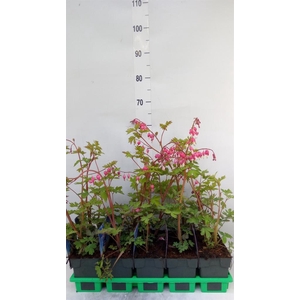 Dicentra spectabilis