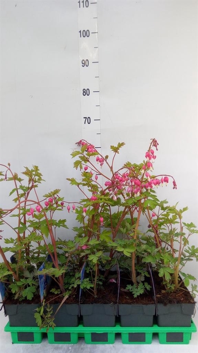 <h4>Dicentra spectabilis</h4>