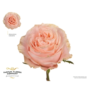 Rosa Garden Princess Crown