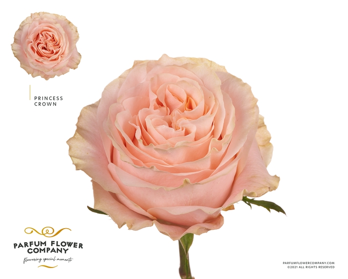 <h4>Rosa Garden Princess Crown</h4>