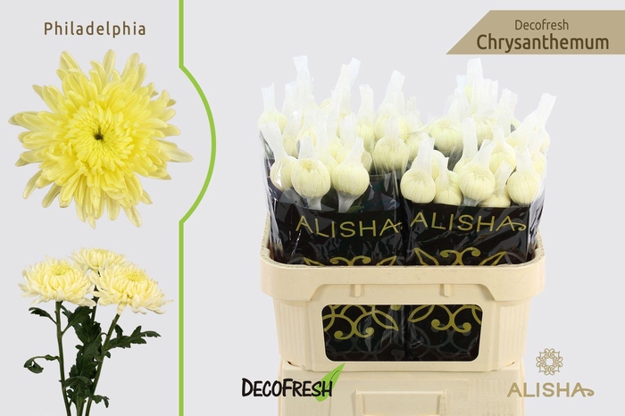 <h4>Chr G Philadelphia</h4>