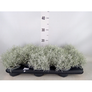 Leucophyta brownii