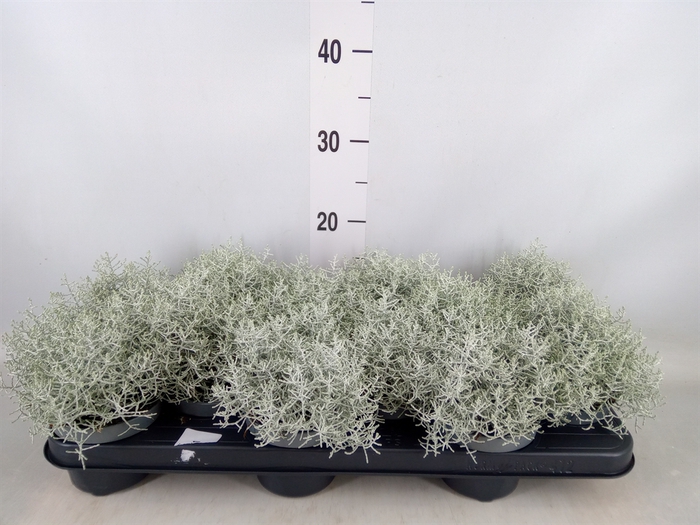 <h4>Leucophyta brownii</h4>