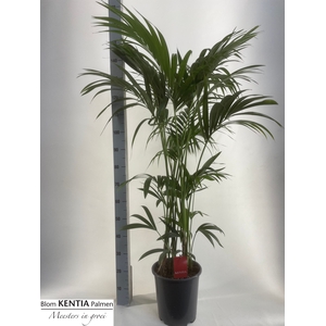 HOWEA FORSTERIANA