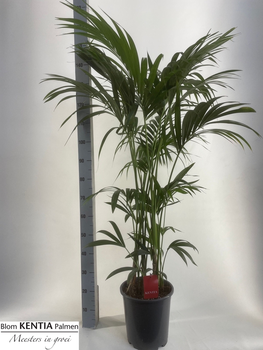 <h4>HOWEA FORSTERIANA</h4>