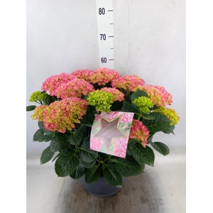 Hydrangea mac.