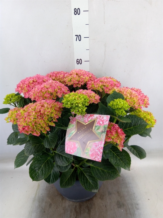 <h4>Hydrangea mac.</h4>