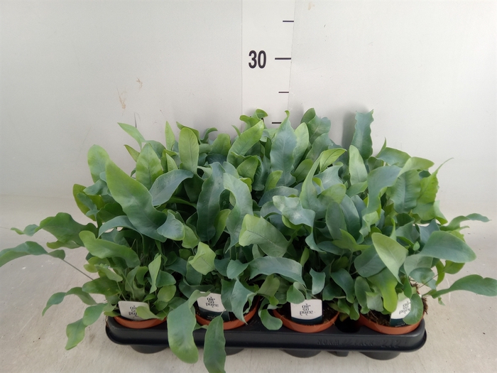 <h4>Phlebodium aureum 'Blue Star'</h4>