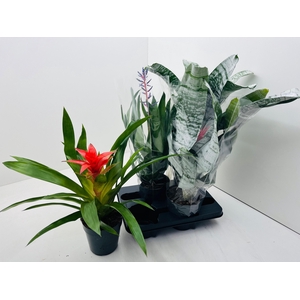 BROMELIA GEM