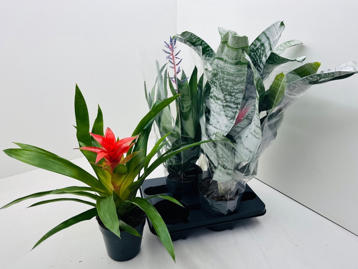<h4>BROMELIA GEM</h4>