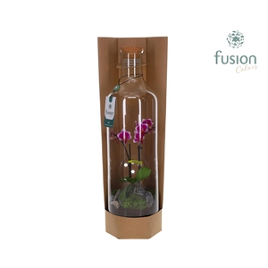 Green Bottle Fles Large met Phalaenopsis