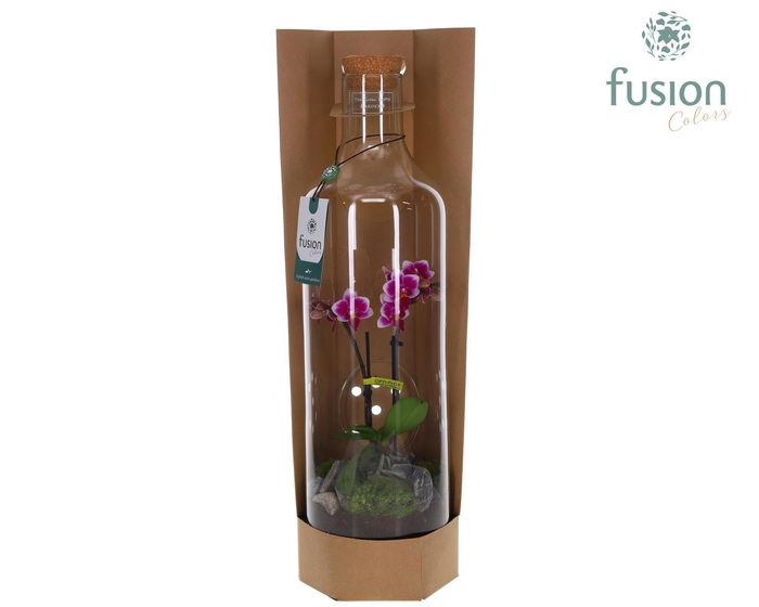 <h4>Green Bottle Fles Large met Phalaenopsis</h4>