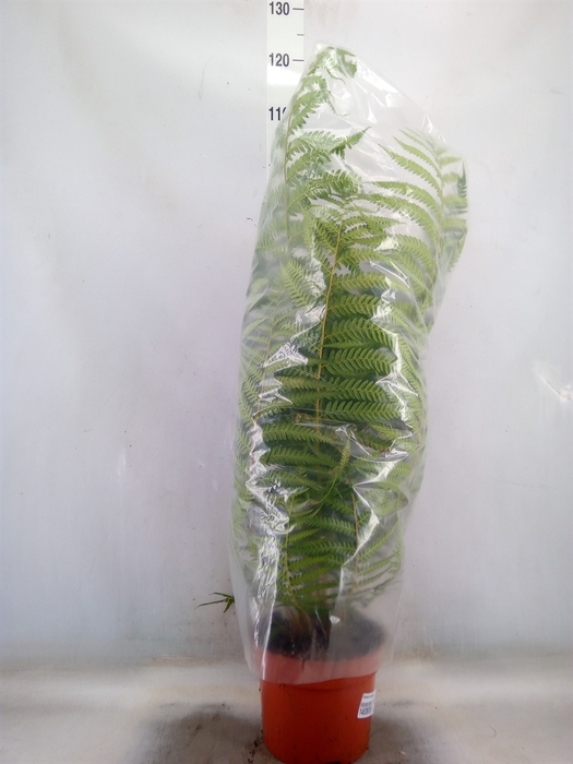 <h4>Dicksonia antarctica</h4>