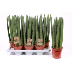 Sansevieria Cylindrica
