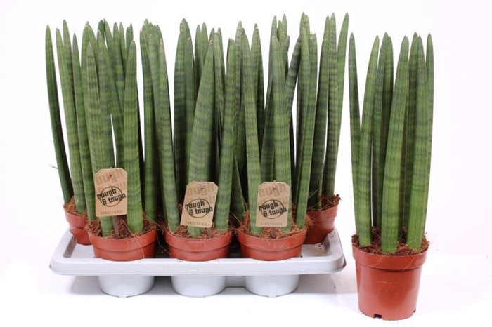 <h4>Sansevieria Cylindrica</h4>