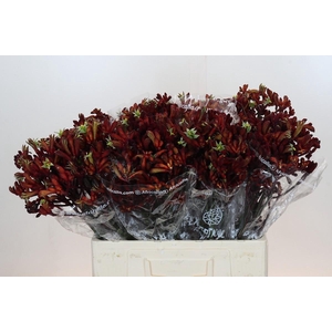 Anigozanthos Early Spring