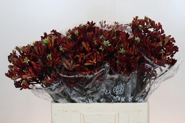 <h4>Anigozanthos Early Spring</h4>