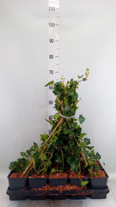 <h4>Hedera hibernica</h4>