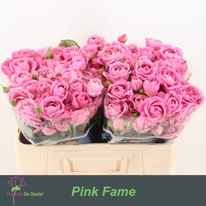 R tr Pink Fame