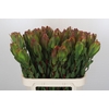 Leucadendron Laurel Yellow