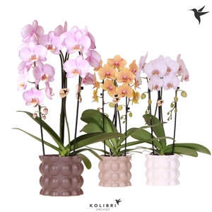 Kolibri Orchids Phalaenopsis Cascade Niagara Fall mix 2 spike in Cotton pot sand mix