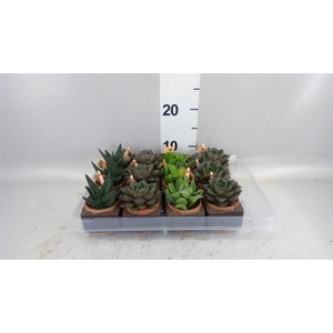 Succulents   ...mix 3