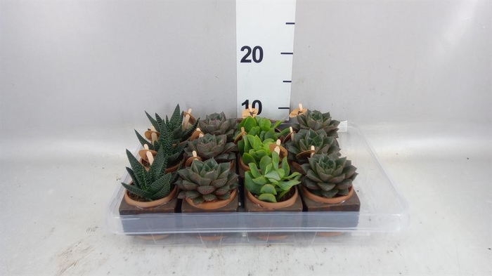 <h4>Succulents   ...mix 3</h4>