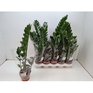 ZAMIO ZAMIIFOLIA