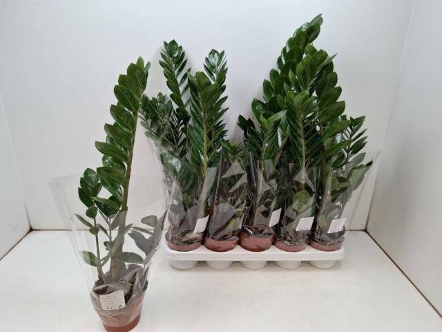 <h4>ZAMIO ZAMIIFOLIA</h4>