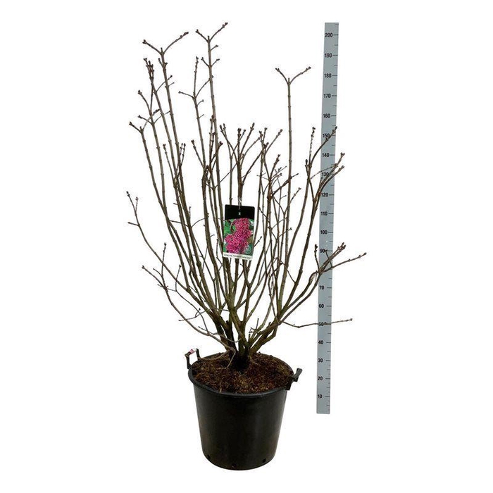 <h4>Syringa v. 'And. an Ludwig Späth'</h4>