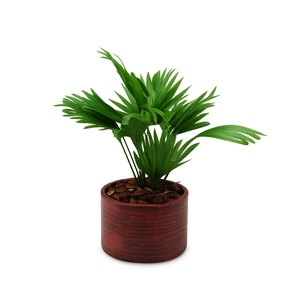 Livistona rotundifolia in Ruby pot