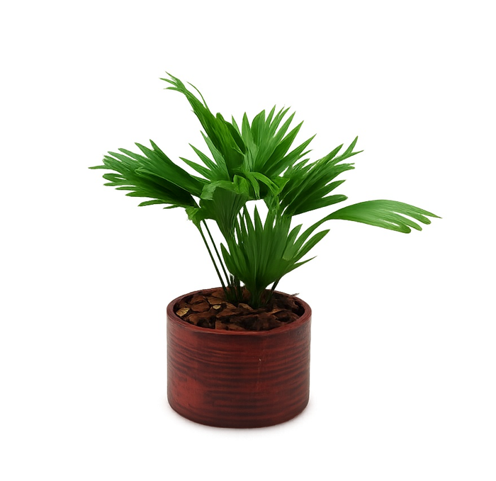 <h4>Livistona rotundifolia in Ruby pot</h4>