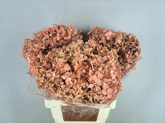 <h4>Pf Hydrangea Salmon Bs</h4>