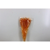 Dried Setaria Italica Caramel Bunch