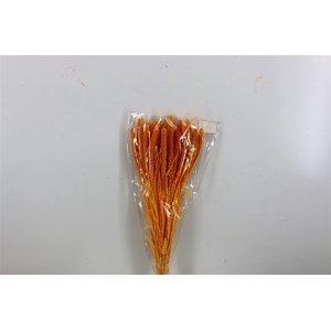 Dried Setaria Italica Apricot Bunch