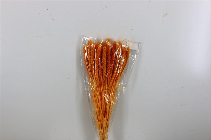 <h4>Dried Setaria Italica Apricot Bunch</h4>