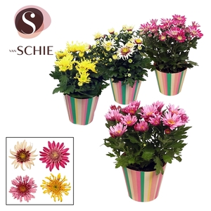 Ch Anemona Mix Potcover STRIPES