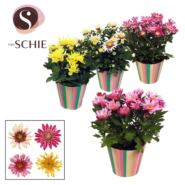 Ch Anemona Mix Potcover STRIPES