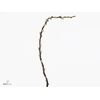 Salix Curly Locks