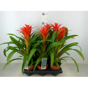 Guzmania  'Ostara'